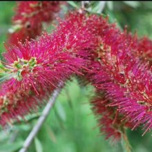 Callistemon Genoa Glory Picture of Callistemon Genoa Glory (9257)
