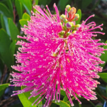 Callistemon Hot Pink Picture of Callistemon Hot Pink (8729)