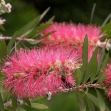 Callistemon John Mashlan Picture of Callistemon John Mashlan (8193)