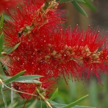 Callistemon Kings Park Special Picture of Callistemon Kings Park Special (730)