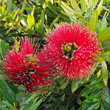 Callistemon Little John Picture of Callistemon Little John (731)