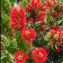 Callistemon MacArthur Picture of Callistemon MacArthur (10434)