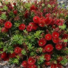 Picture of Callistemon Matthew Flinders (28624)