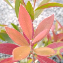Picture of Callistemon Mr Foster (30313)