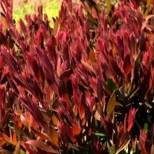Picture of Callistemon Red Alert (11082)