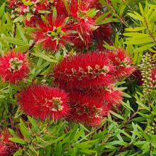 Picture of Callistemon Red Cluster (733)