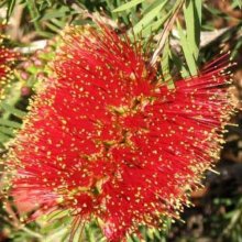 Picture of Callistemon Rocky Rambler (734)