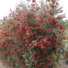 Picture of Callistemon Slim (11814)