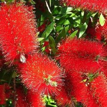 Picture of Callistemon Viminalis (8534)