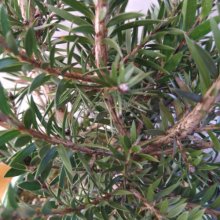 Picture of Callistemon Viridiflorus (9258)