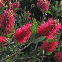 Picture of Callistemon Western Glory (6818)