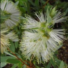Picture of Callistemon White Anzac (6307)