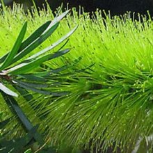 Picture of Callistemon Pachyphyllus (10996)