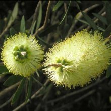 Picture of Callistemon Pallidus (10997)