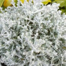Calocephalus Silver Nugget Picture of Calocephalus Silver Nugget (737)