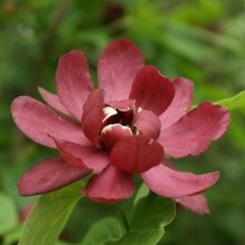 Picture of Calycanthus Hartlage Wine (9387)