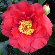 Picture of Camellia Alfons (29841)