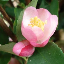 Picture of Camellia Alpen Glo (740)