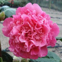 Picture of Camellia Anticipation (743)