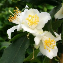 Camellia Ariels Song Picture of Camellia Ariels Song (746)