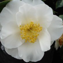 Camellia Avalanche Picture of Camellia Avalanche (747)