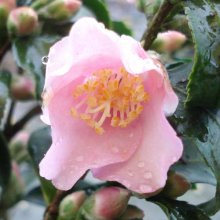 Picture of Camellia Baby Bear (749)