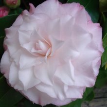 Picture of Camellia Baby Pearl (750)