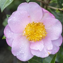 Camellia Ballet Queen Picture of Camellia Ballet Queen (752)