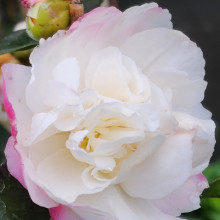 Picture of Camellia Beatrice Emily (753)