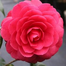 Camellia Black Lace Picture of Camellia Black Lace (756)