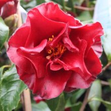 Camellia Black Magic Picture of Camellia Black Magic (757)