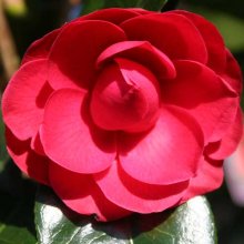 Camellia Black Tie Picture of Camellia Black Tie (758)