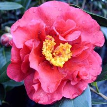 Camellia Bob Hope Picture of Camellia Bob Hope (764)