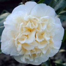 Camellia Brushfields Yellow Picture of Camellia Brushfields Yellow (771)