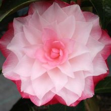Camellia Buttons n Bows Picture of Camellia Buttons n Bows (773)