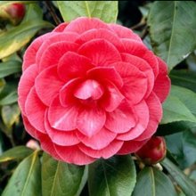 Camellia C M Hovey Picture of Camellia C M Hovey (9178)