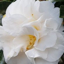 Camellia Coronation Picture of Camellia Coronation (9177)
