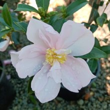 Camellia Cotton Candy Picture of Camellia Cotton Candy (29954)