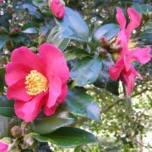 Camellia Crimson King Picture of Camellia Crimson King (9232)