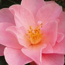 Camellia Daintiness Picture of Camellia Daintiness (8094)
