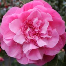 Camellia Debbie Picture of Camellia Debbie (787)