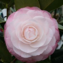 Camellia Desire Picture of Camellia Desire (789)