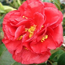 Camellia Dixie Knight Picture of Camellia Dixie Knight (790)