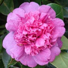 Camellia Dona Herzilia De Frietas M Picture of Camellia Dona Herzilia De Frietas M (791)
