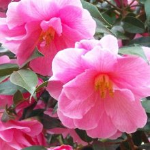 Camellia Donation Picture of Camellia Donation (792)