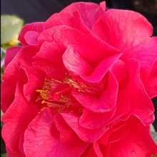 Camellia Dr Clifford Parks Picture of Camellia Dr Clifford Parks (794)