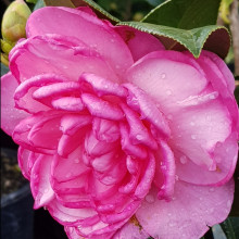 Camellia Dreamboat Picture of Camellia Dreamboat (797)