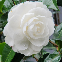 Camellia Early Pearly Picture of Camellia Early Pearly (798)