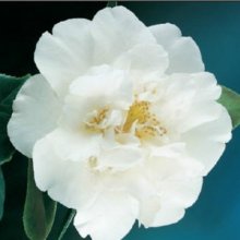 Camellia Ecclefield Picture of Camellia Ecclefield (801)