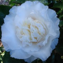 Camellia Elegans Champagne Picture of Camellia Elegans Champagne (804)